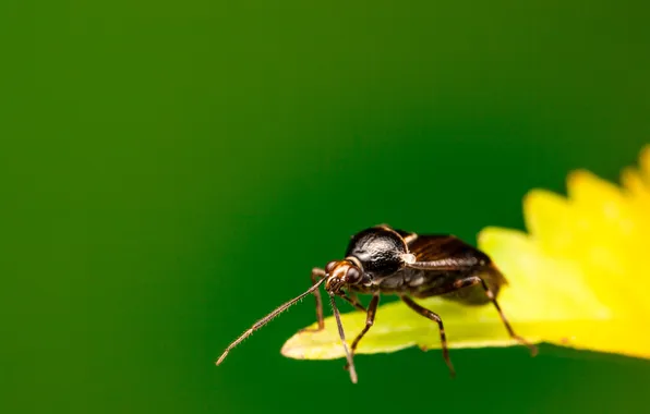 Picture sheet, beetle, insect, bokeh