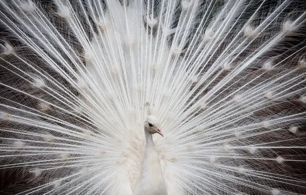 White, feathers, peacock