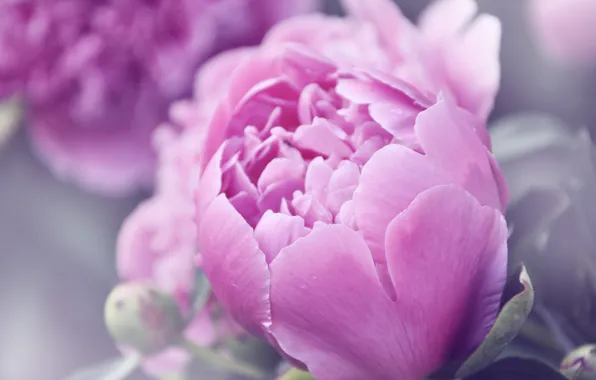 Picture summer, flowers, pink, peonies