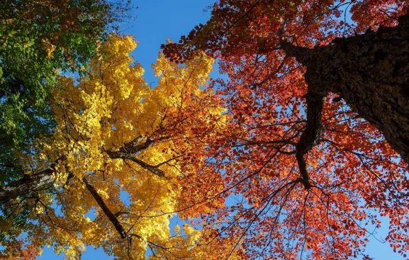 Autumn, color, trees, branches, trunks, foliage