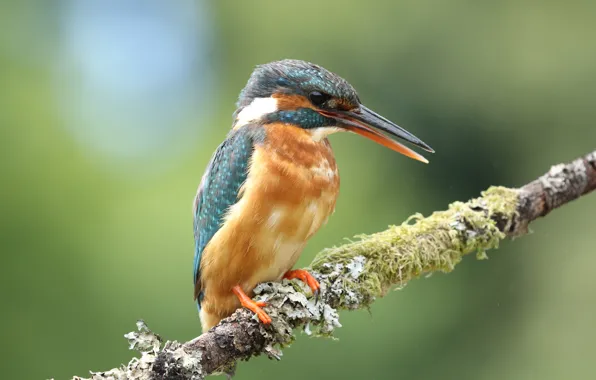 Look, background, bird, moss, branch, beak, bird, cutie