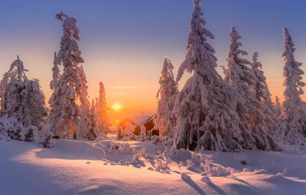 Picture winter, the sky, snow, sunset, tree, Jоrn Allan