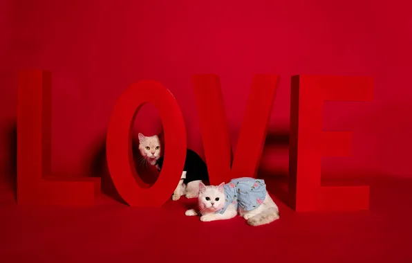 Cat, cat, look, love, cats, pose, the inscription, dress