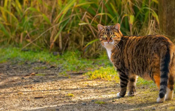 Picture cat, summer, grass, cat, look, light, grey, walk