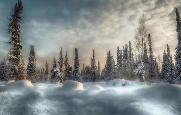 Landscape, winter, snow, fir trees, snowdrifts