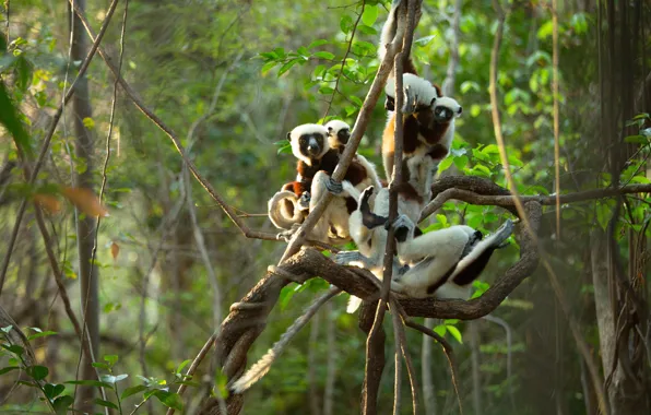 Forest, light, trees, branches, jungle, lemur, lemurs, mom