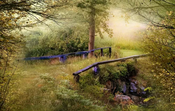 Greens, forest, summer, grass, trees, branches, nature, fog