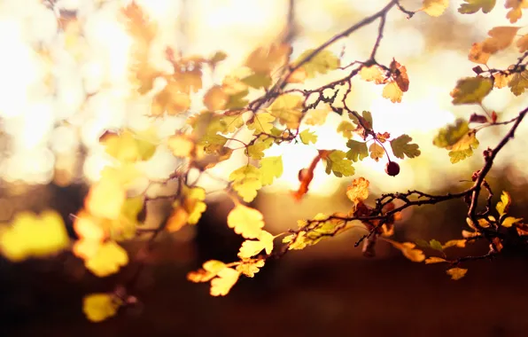 Picture autumn, leaves, light, berries, tree, blur, yellow, the fruit