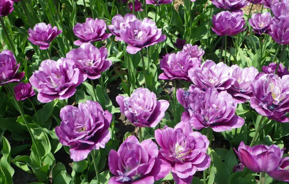 Picture Nature, spring, purple, tulips, nature, tulips, spring, purple