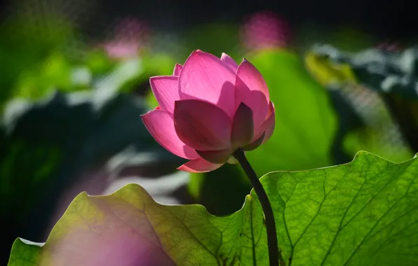Flower, leaves, light, flowers, mood, pink, gentle, blur