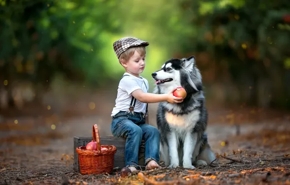 Animal, basket, dog, boy, fruit, box, child, husky
