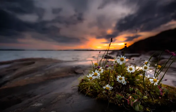 Flowers, shore, chamomile
