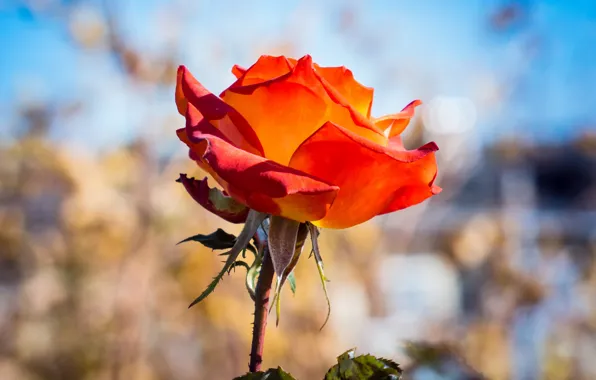 Picture flowers, red, background, blue, roses, buds, scarlet, bokeh