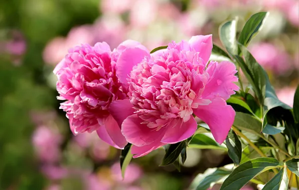 Leaves, blurred background, pink peonies