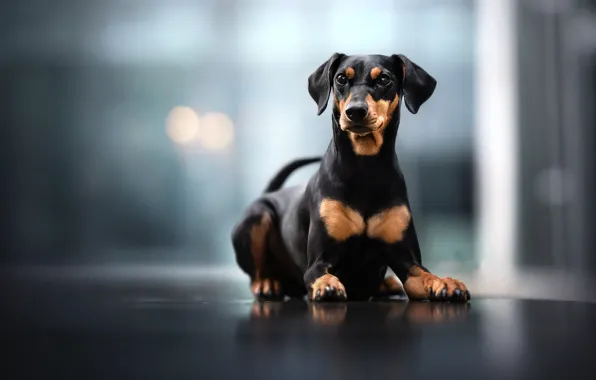 Background, each, dog