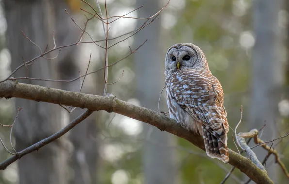 Picture look, branches, nature, background, owl, bird, bokeh, owl