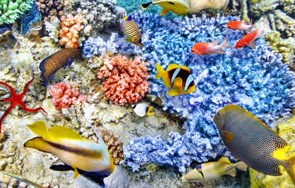 Picture fish, the ocean, world, underwater world, underwater, ocean, fishes, tropical