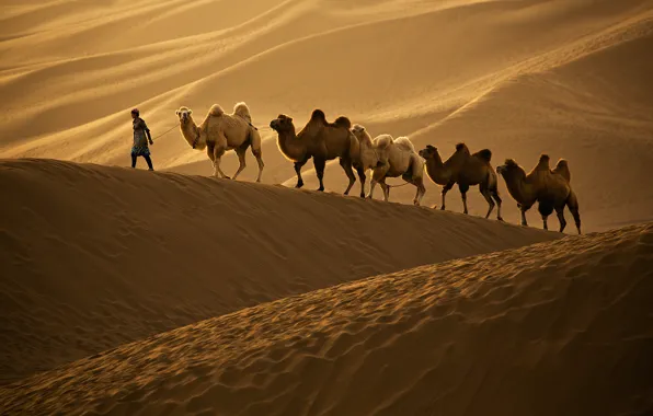 Barkhan, camel, caravan