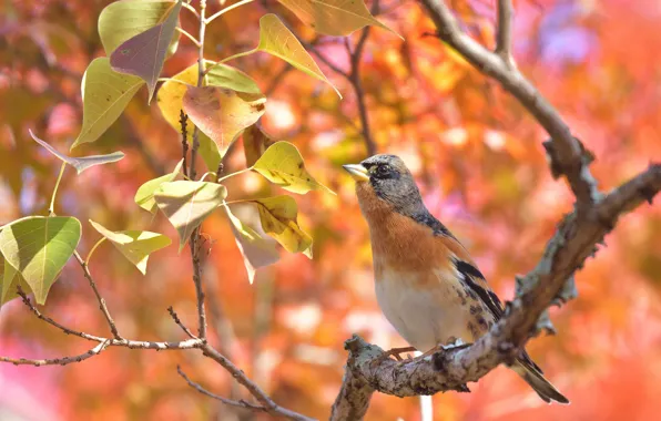 Picture leaves, bird, branch, bokeh, Reel