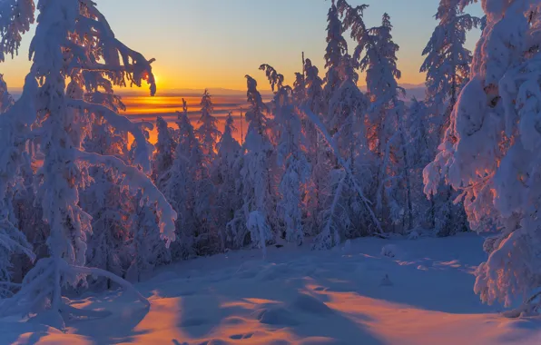 Picture winter, snow, trees, landscape, sunset, nature, ate, shadows