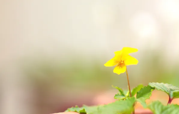 Greens, flower, macro, easy, yellow, nature, spring