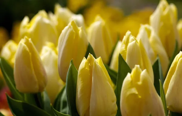 Picture macro, flowers, yellow, tulips