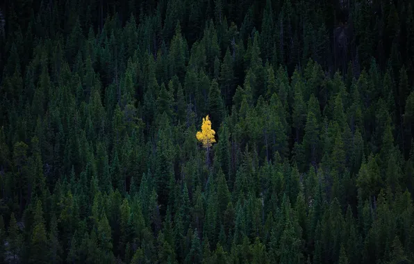 Autumn, forest, nature