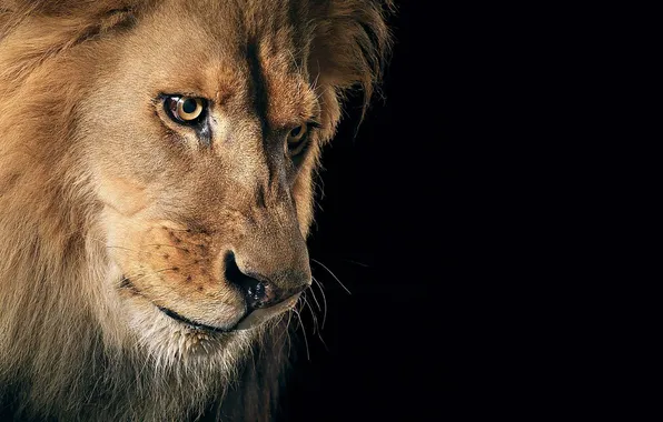 Wallpaper, lion, animal