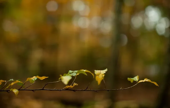Autumn, leaves, branch, yellow, blur