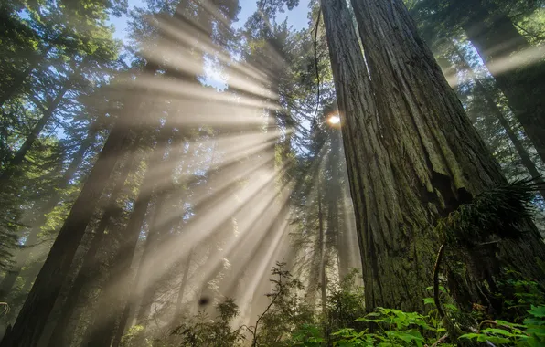 Picture light, forest, redwood