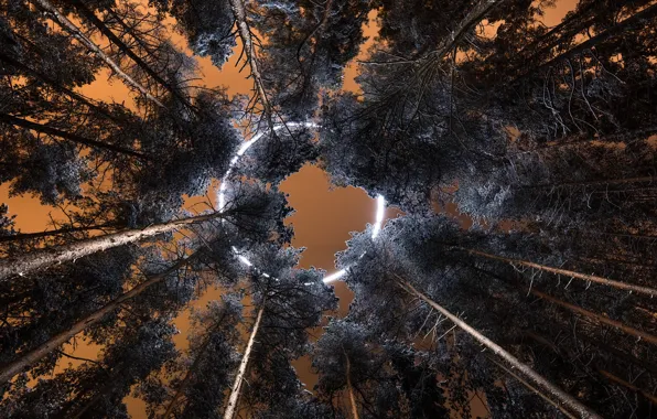 The sky, trees, round
