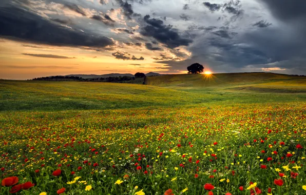 Field, clouds, flowers, tree, the evening, field, flowers, clouds