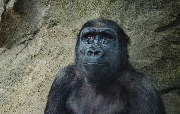 Animal, Happy, wildlife, Gorilla