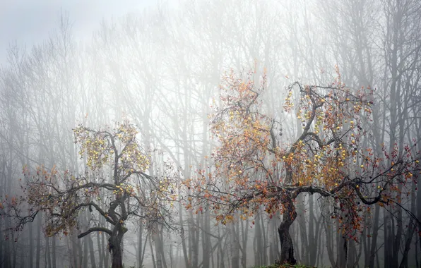 Nature, fog, Apple