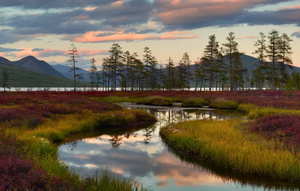 Picture autumn, forest, the sky, grass, trees, mountains, river, shore