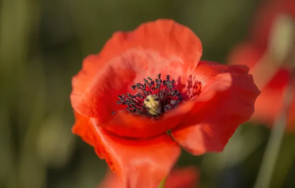 Picture macro, red, Mac, petals, al