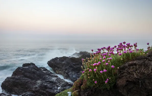 Sea, flowers, stones, rocks, shore
