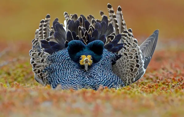 Picture bird, feathers, Norway, Turukhtans