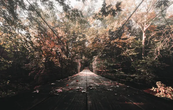 Picture autumn, bridge, nature, Wallpaper, foliage