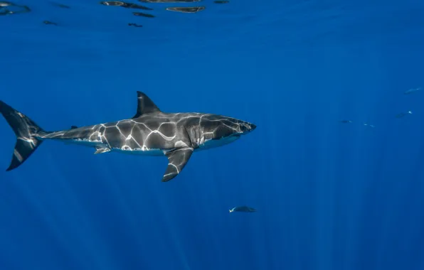 Water, the ocean, shark