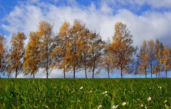 Picture greens, autumn, the sky, grass, leaves, clouds, trees, nature