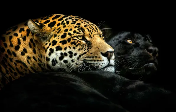Panther, leopard, pair