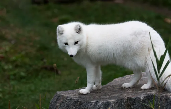 Picture grass, look, face, nature, the dark background, stones, is, Fox