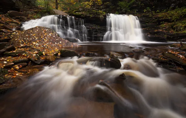 Nature, Stream, Waterfall, Forest, Leaves
