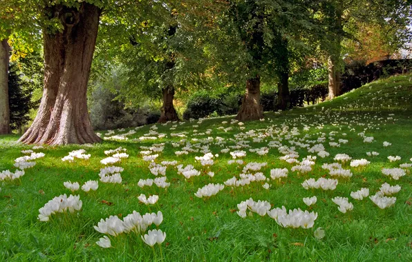 Picture forest, grass, trees, landscape, flowers, nature, glade, plants