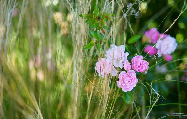 Picture summer, grass, flowers, roses, pink