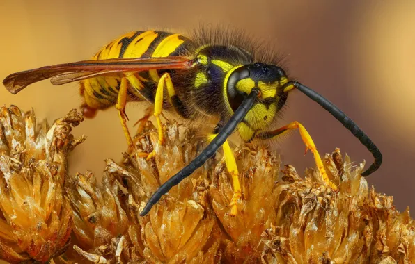 Picture mustache, macro, background, plant, insect, striped, seresini
