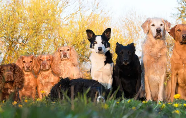 Dogs, a lot, group photo