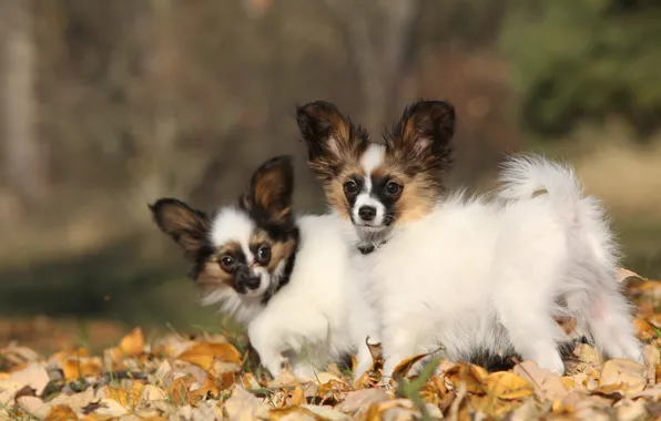Autumn, dogs, leaves