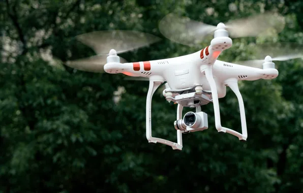Picture trees, aviation, boke, wallpaper drone, videography